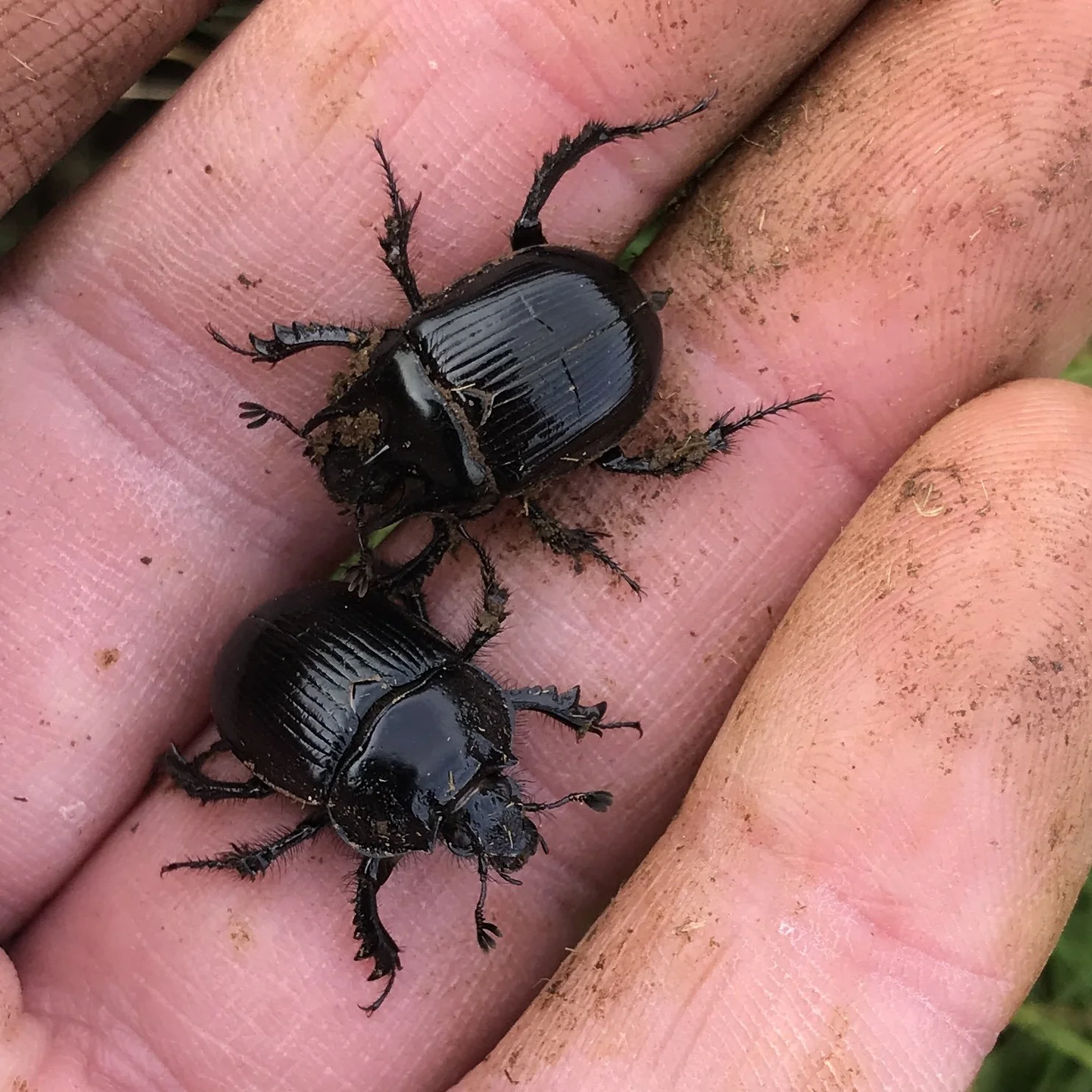 Locally rare dung beetle found –Bittaford — Foundation for Common Land